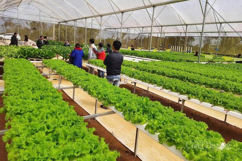 Xã Măng Đen đẩy mạnh chuyển đổi mô hình sản xuất nông nghiệp sang kinh tế nông nghiệp