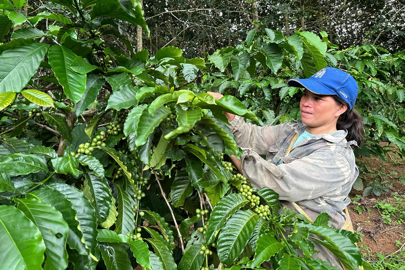 Người dân xã Sa Loong chăm sóc vườn cà phê, hướng tới sản xuất hàng hóa bền vững. Ảnh: Thanh Tùng