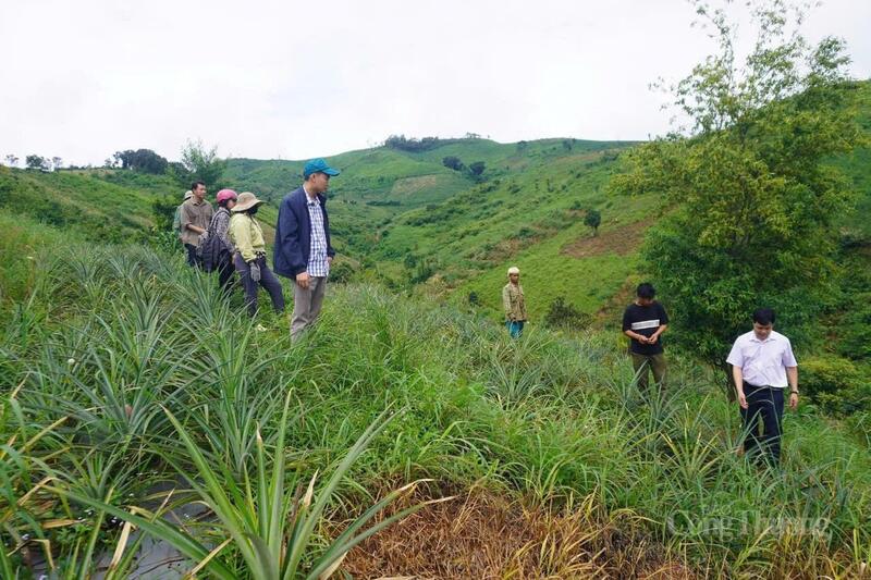 Nông nghiệp Quảng Ngãi đang dần chuyển sang kinh tế nông nghiệp với nhiều mô hình sản xuất hữu cơ, ứng dụng công nghệ, cấp mã số vùng trồng…