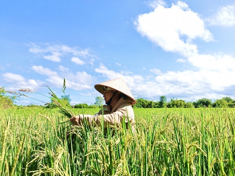 Gạo hữu cơ Đắk Lắk