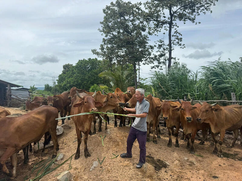 Đàn bò của gia đình ông Nguyễn Văn Tuấn xã Ea Bung. Ảnh: Thanh Nga.