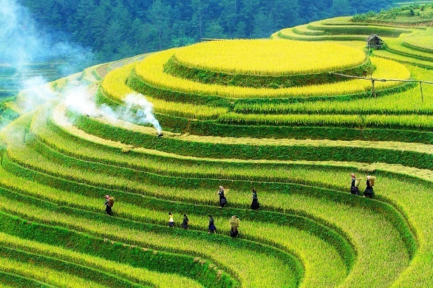 Vẻ đẹp ruộng bậc thang mùa lúa chín tại Mù Cang Chải. Ảnh minh họa