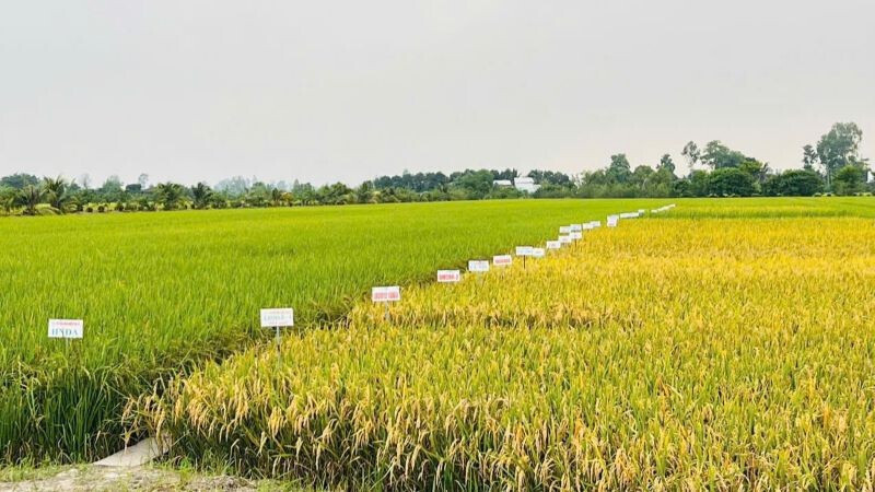 Ngân hàng Nhà nước nâng quy mô tín dụng nông, lâm, thủy sản lên 185.000 tỷ đồng. Ảnh minh hoạ