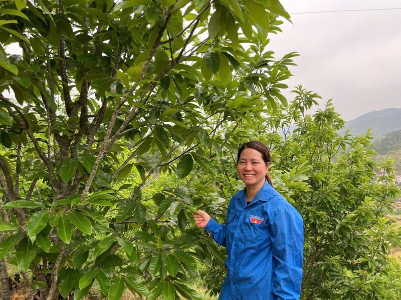 Chị Nguyễn Thị Vân Anh có hơn 1ha cây dẻ, vừa trồng lấy hạt vừa mở cửa để làm du lịch cộng đồng. Ảnh: Hoàng Tính