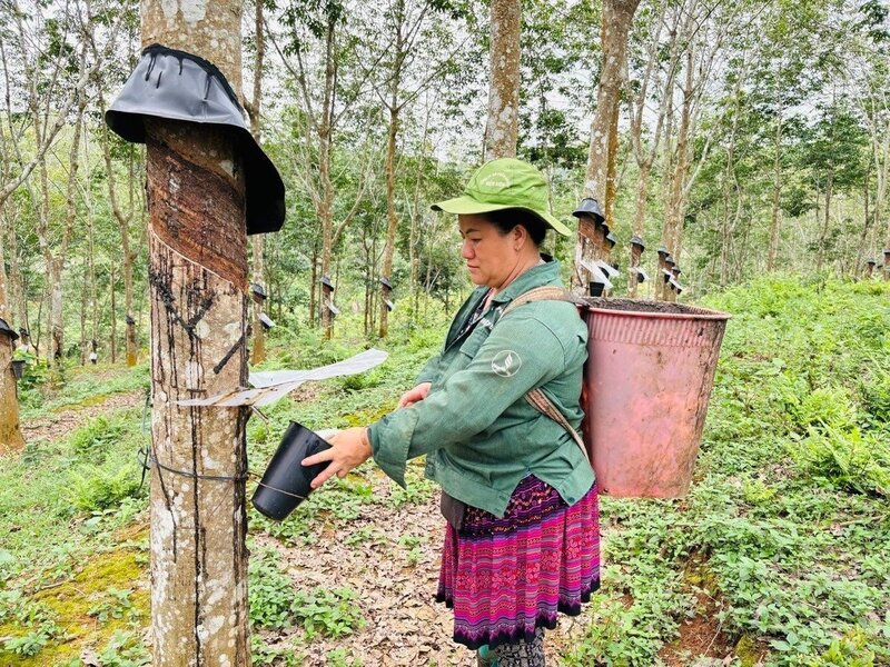 Người dân Điện Biên cạo mủ cao su, cây trồng chủ lực của tỉnh. Ảnh: Nguyễn Dũng