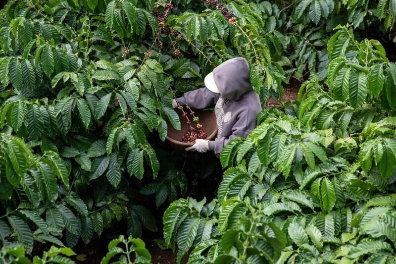 Ủy ban châu Âu đưa ra đề xuất hoãn áp dụng Quy định về chống phá rừng lần thứ 2 do lo ngại về công nghệ thông tin. Ảnh minh họa