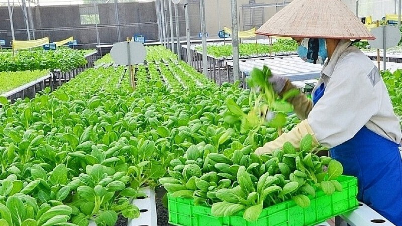 Sản xuất nông nghiệp tại Hà Nội
