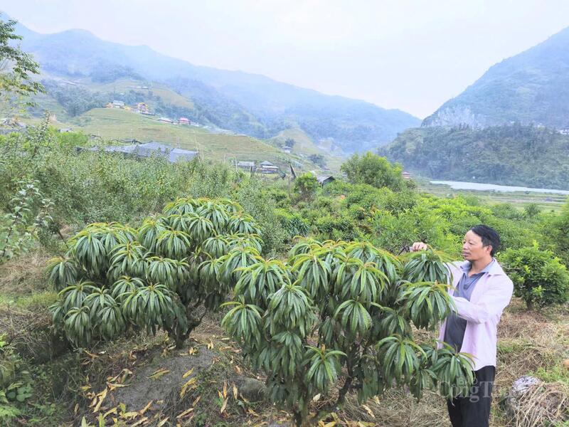 Gia đình anh Nguyễn Mạnh Thắng thoát nghèo từ mô hình trồng đào tại thôn Sả Xéng, xã Tả Phìn, tỉnh Lào Cai.