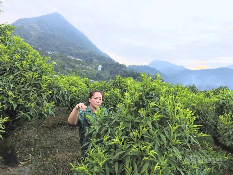 Nhờ cây đào, nhiều nhà dân trong bản Sả Xéng, xã Tả Phìn đã có thêm nguồn thu đáng kể.