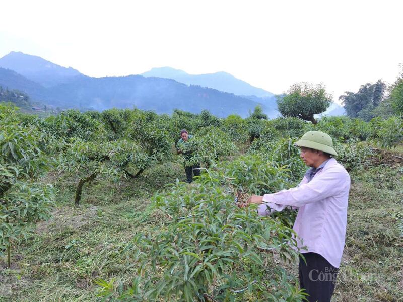 Theo các hộ dân tại thôn Sả Xéng, xã Tả Phìn, khi số lượng và chất lượng đào ngày càng cao, thu nhập có thể đạt từ 400–500 triệu đồng/năm và hơn tùy vào diện tích trồng.