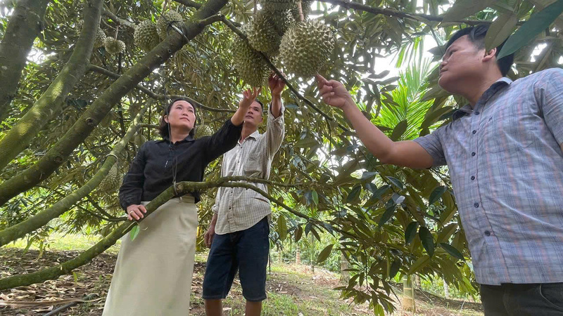 Mỗi năm, vườn cây ăn trái mang về cho gia đình anh Châu hơn thu nhập 300 triệu đồng. Ảnh: Nguyễn Dương