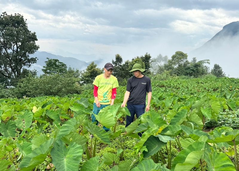 Người dân xã Tả Lèng kiểm tra sự phát triển của khoai sọ. Ảnh: Phương Thanh