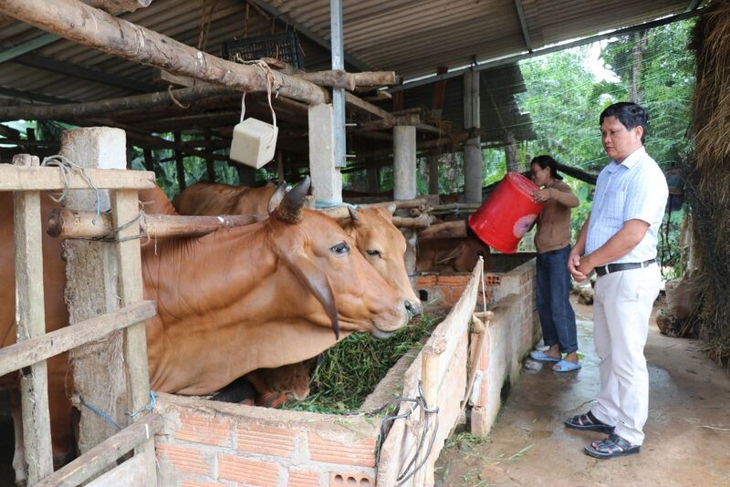 Các khóa học chuyên sâu về chăn nuôi gia súc, gia cầm giúp người dân miền núi tỉnh Quảng Ngãi tự tin trong chăn nuôi. Ảnh: Đông Huyền