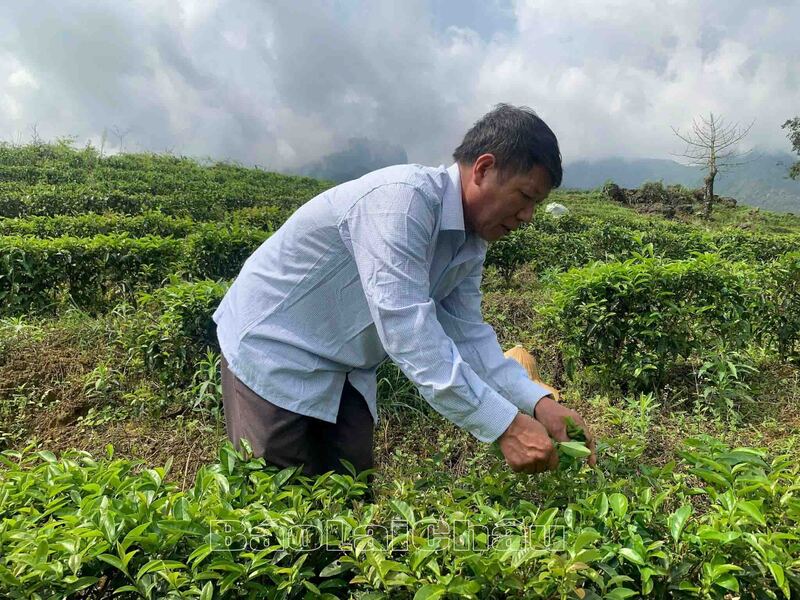 Nhờ chuyển đổi diện tích đất nông nghiệp kém hiệu quả sang trồng chè đã giúp cho người dân bản xã Khun Há có nguồn thu ổn định. Ảnh: Phương Thanh