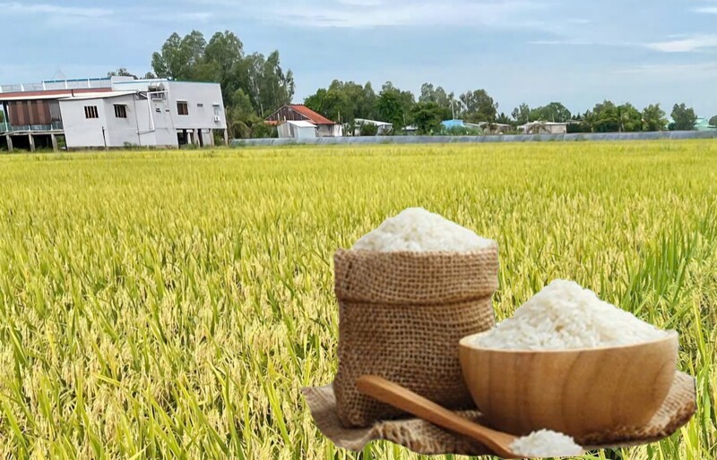 Giá lúa gạo hôm nay ngày 27/9: Gạo bình ổn, lúa tươi vững giá. Ảnh: Thanh Minh.