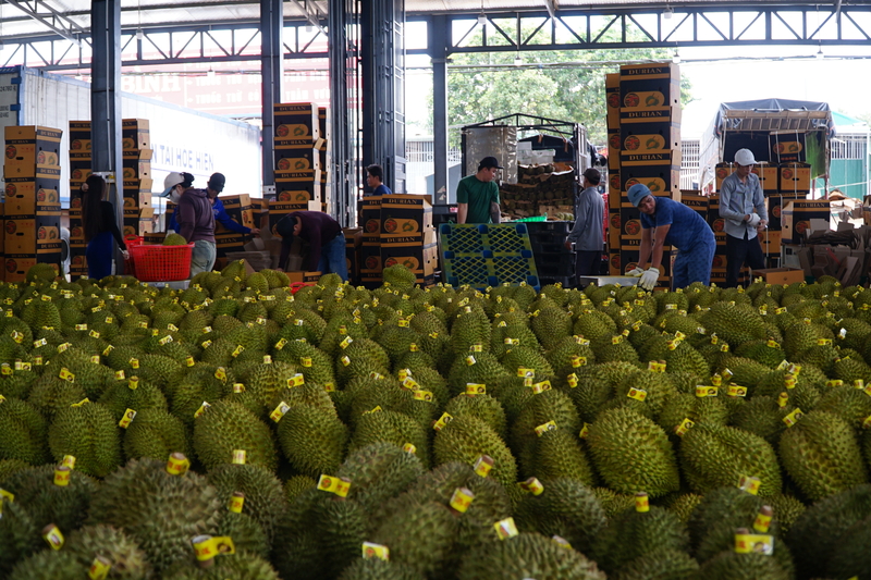 Sầu riêng là trái cây "tỷ đô" xuất khẩu của tỉnh Đắk Lắk. Ảnh: Vũ Long