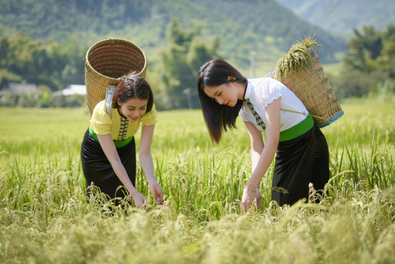 Những "hạt ngọc" thung lũng Tú Lệ. Ảnh minh họa