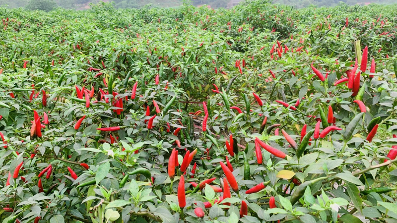 Sản phẩm tăng cao giá trị nhờ chuỗi liên kết (Ảnh: Thu Hoà)