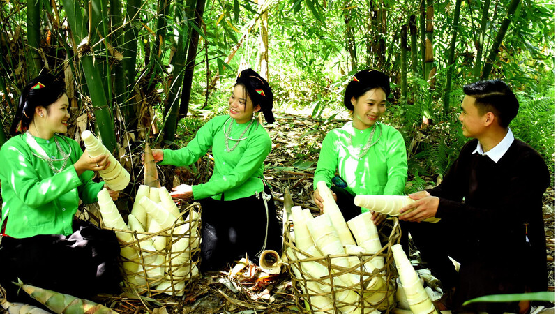 Bà con vào mùa thu hoạch măng. Ảnh minh họa