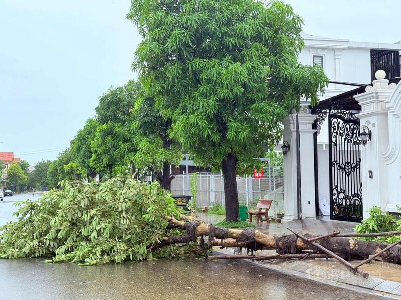 Cây xanh tại nhiều khu vực phường Đồng Hới bị ngã đổ do bão.