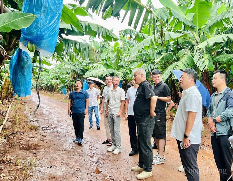 Đoàn doanh nghiệp Trung Quốc khảo sát vùng trồng chuối của Công ty CP Chăn nuôi Gia Lai. Ảnh: Hiền Mai