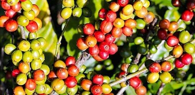 Giá cà phê Arabica tăng hơn 3% trong khi cà phê Robusta cũng tiến sát mốc 4.200 USD/tấn. Ảnh minh hoạ