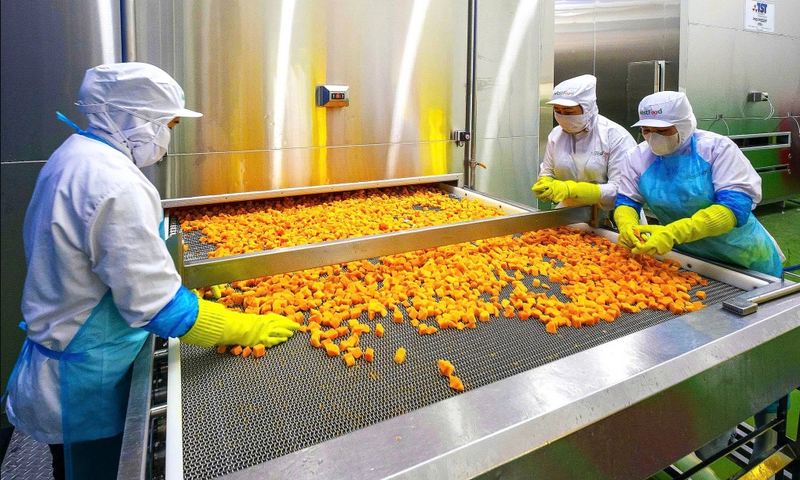 Công nhân nhà máy WestFood Hậu Giang đang đưa trái cây vào hệ thống máy cấp đông nhanh IQF. Ảnh: Linh Đan