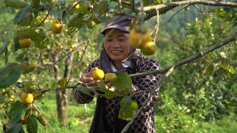 Các sản phẩm quả hồng tươi, hồng treo gió… đã trở thành thương hiệu của người trồng hồng vành khuyên xứ Lạng