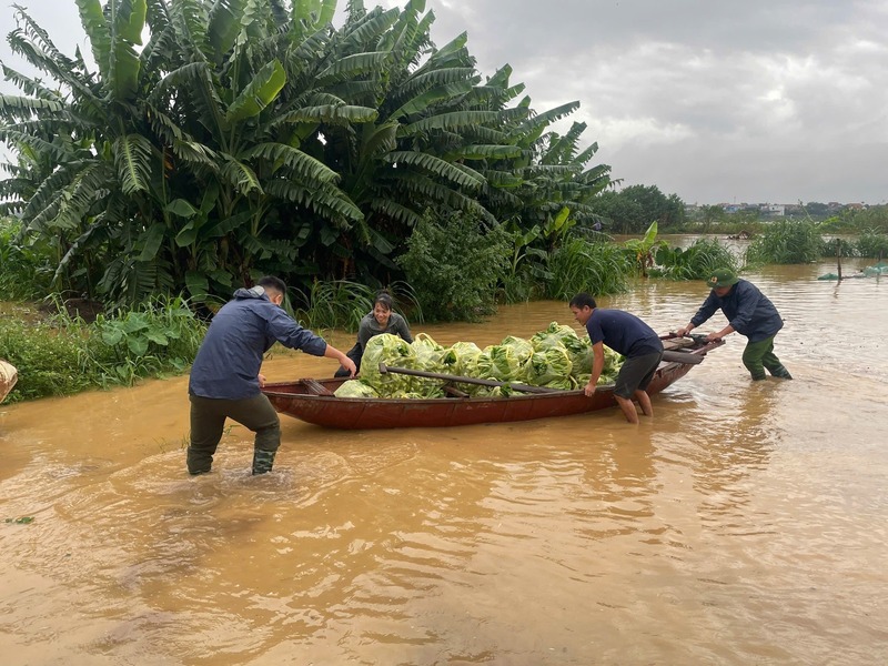 Rau màu được đưa ra khỏi vùng ngập bằng thuyền. Ảnh chụp màn hình