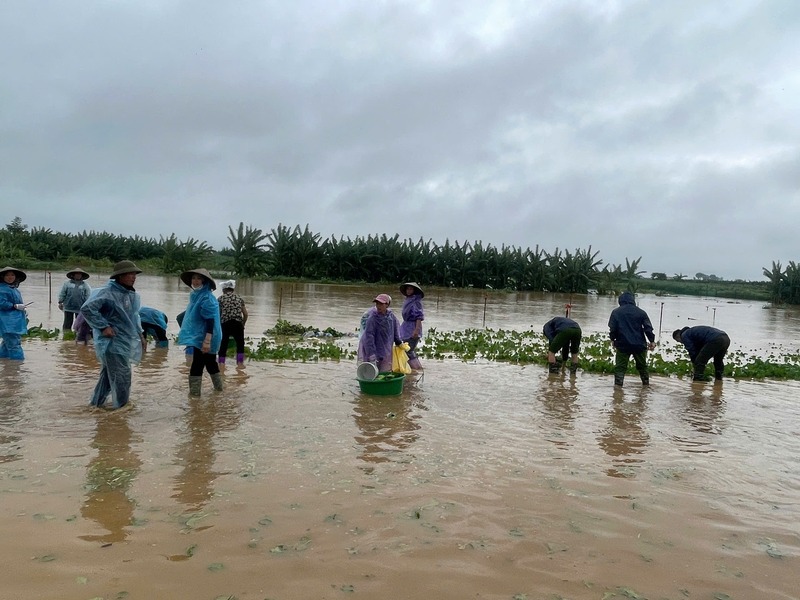 Ruộng rau màu ngập nước tại xã Minh Châu được thu hoạch nhanh chóng nhờ sự phối hợp của lực lượng công an và người dân. Ảnh chụp màn hình