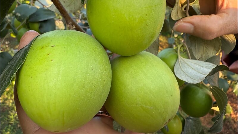 Sản phẩm táo Phì Điền của HTX rất được ưa chuộng