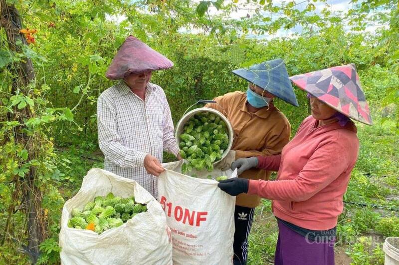 Báo Công Thương là "cầu nối" đưa nông sản miền núi Quảng Ngãi đến gần hơn với người tiêu dùng