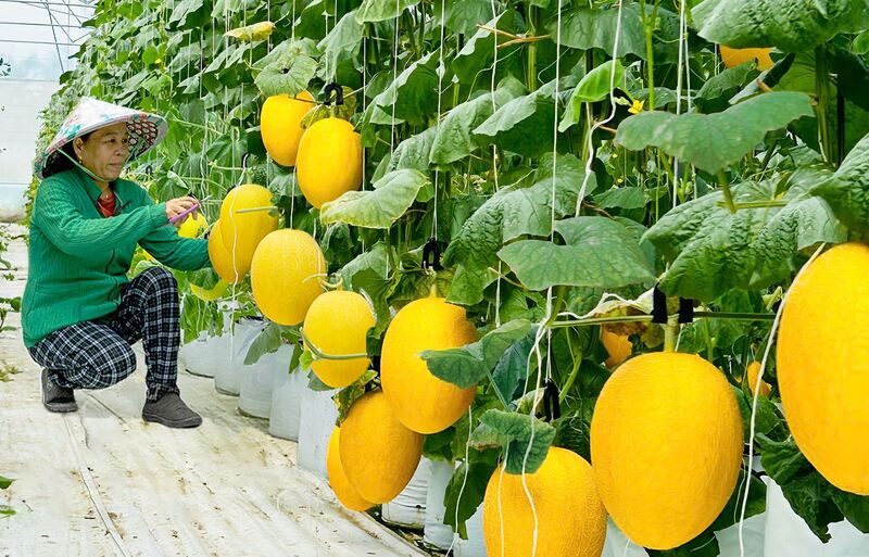 Saigon Co.op hợp tác trực tiếp với Hợp tác xã và nhà cung cấp uy tín để kiểm soát toàn bộ chuỗi giá trị