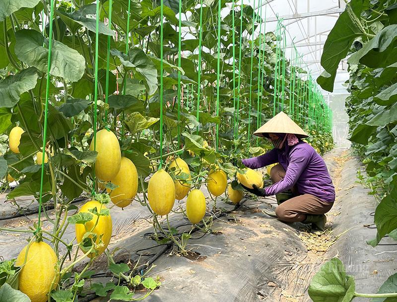 Trồng dưa lưới trong nhà màng tại HTX Hưng Loan