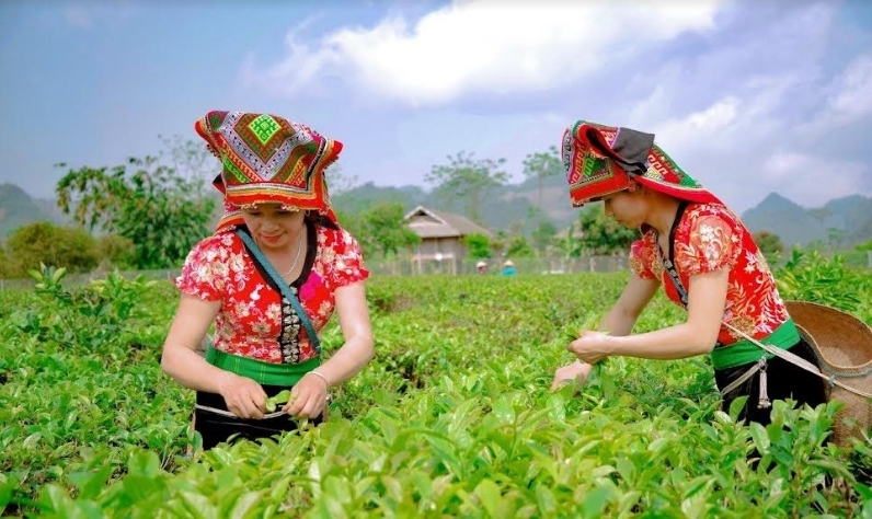 Sơn La đặt mục tiêu đến năm 2025 có 938 HTX nông nghiệp