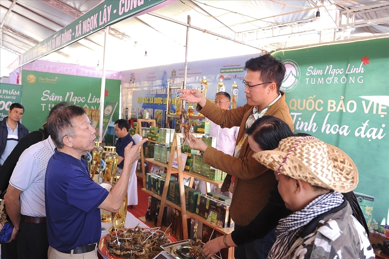 Sâm Ngọc Linh được ví như Quốc bảo của Việt Nam