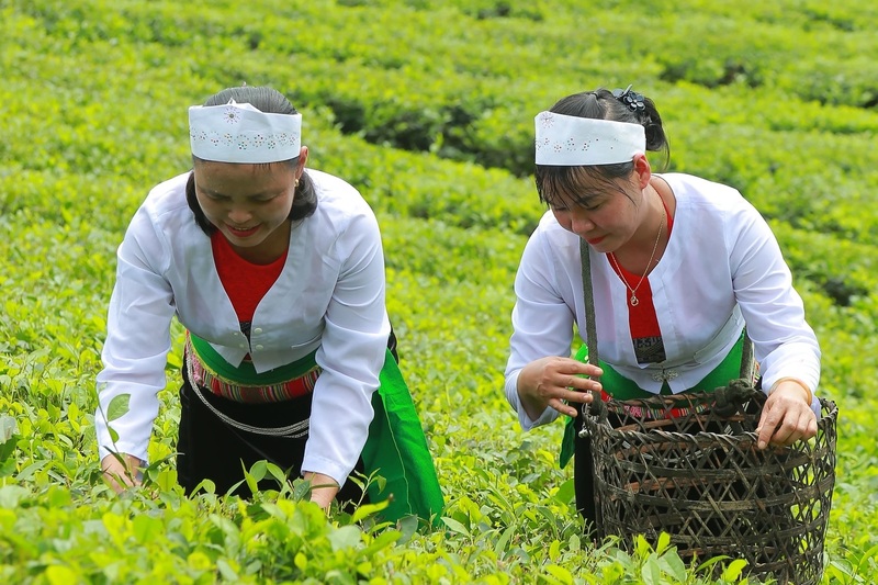 Chè sương sớm Xuân Sơn được thu hoạch theo phương pháp thủ công 1 tôm 2 lá. Ảnh: Đồng Niên
