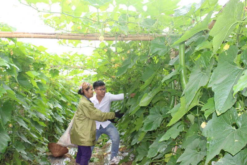 Anh Nguyễn Trung Kiên, Giám đốc Hợp tác xã dịch vụ nông nghiệp Độc Lập (tỉnh Phú Thọ) hướng dẫn người dân chăm sóc bí xanh. Ảnh: Phạm Duy