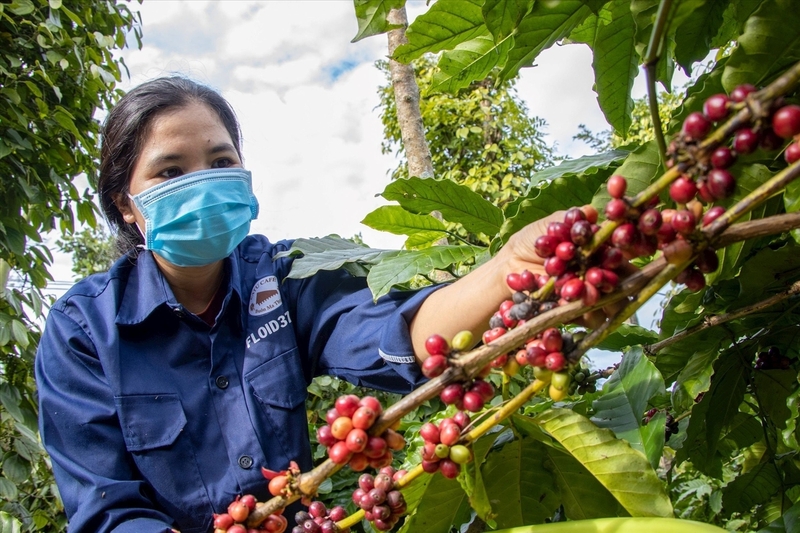 Ngành cà phê của Việt Nam đang dần nâng cao vị thế trên thị trường thế giới - Ảnh: Tiến Anh