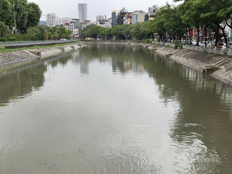 Cá bơi từng đàn trên dòng sông Tô Lịch.