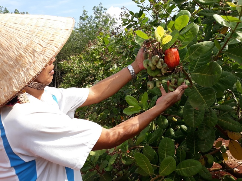Cây điều mang lại thu nhập cao cho người dân, trong đó có đồng bào Khơ mẹ, S'tiêng trên địa bàn tỉnh Đồng Nai. Ảnh minh hoạ