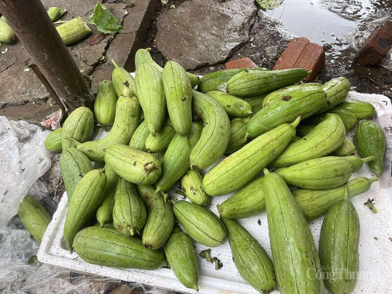 Mướp được bán với giá 15.000 đồng/kg.