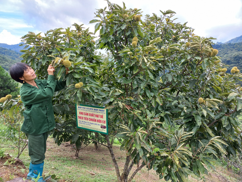 Cây dẻ ván thích hợp với khí hậu mát mẻ, thổ nhưỡng vùng núi đá, dễ chăm sóc, tuổi thọ cao và cho thu hoạch ổn định
