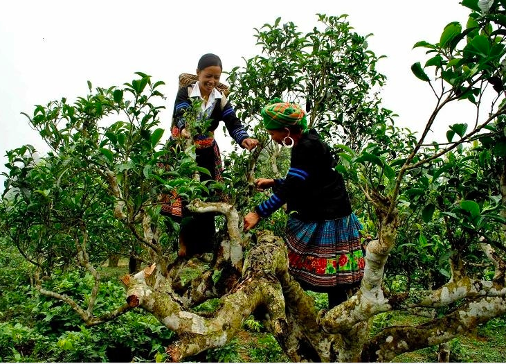 Người dân xã Nậm Dịch, tỉnh Tuyên Quang gắn bó với cây chè shan tuyết cổ thụ. Ảnh minh hoạ