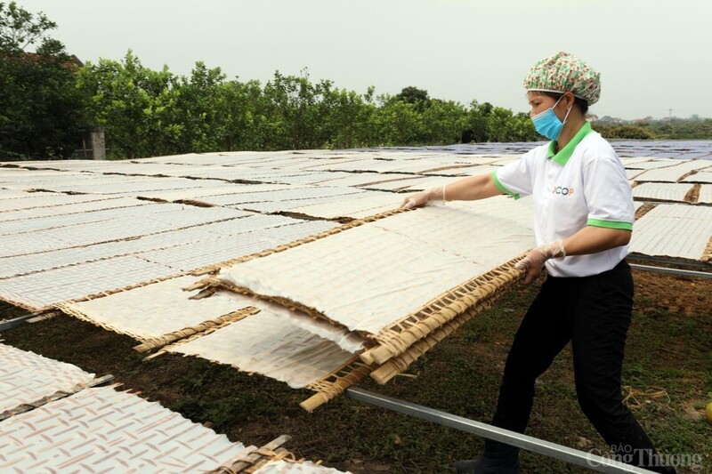 Mỳ Chũ không chỉ tiêu thụ trong nước mà còn có cơ hội vươn xa ra quốc tế