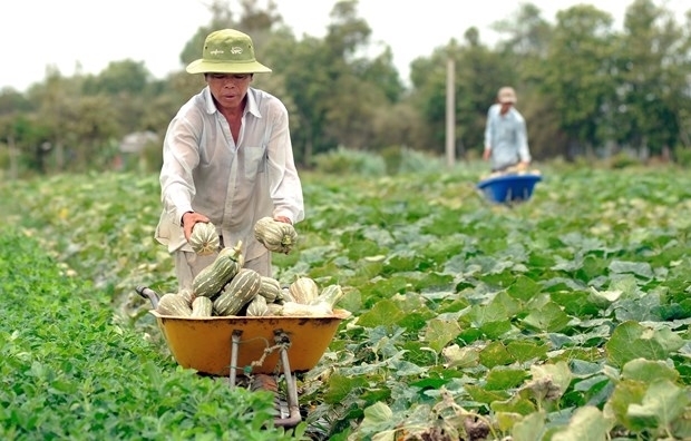 Thay vì sản xuất nhỏ lẻ, manh mún, nông dân tại Trà Vinh liên kết sản xuất với HTX để tăng thu nhập