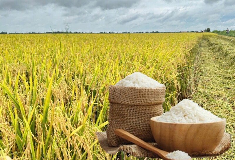 Giá lúa gạo hôm nay ngày 11/10: Gạo xuất khẩu biến động, lúa tươi vững giá. Ảnh: Thanh Minh.