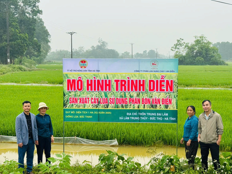 Mô hình trình diễn sản xuất cây lúa sử dụng phân bón Văn Điển. Ảnh: Vinachem
