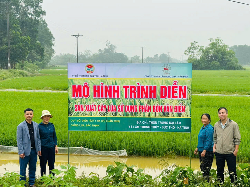 Mô hình trình diễn sản xuất cây lúa sử dụng phân bón Văn Điển