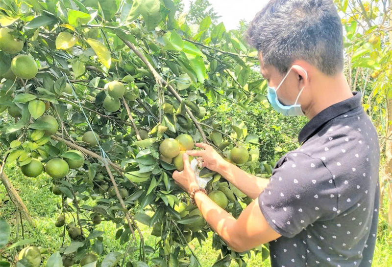 Người dân thu hoạch cam Nam Đông. Ảnh: Nguyễn Tuấn